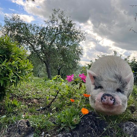 Agriturismo Pieve Sprenna Buonconvento Dış mekan fotoğraf