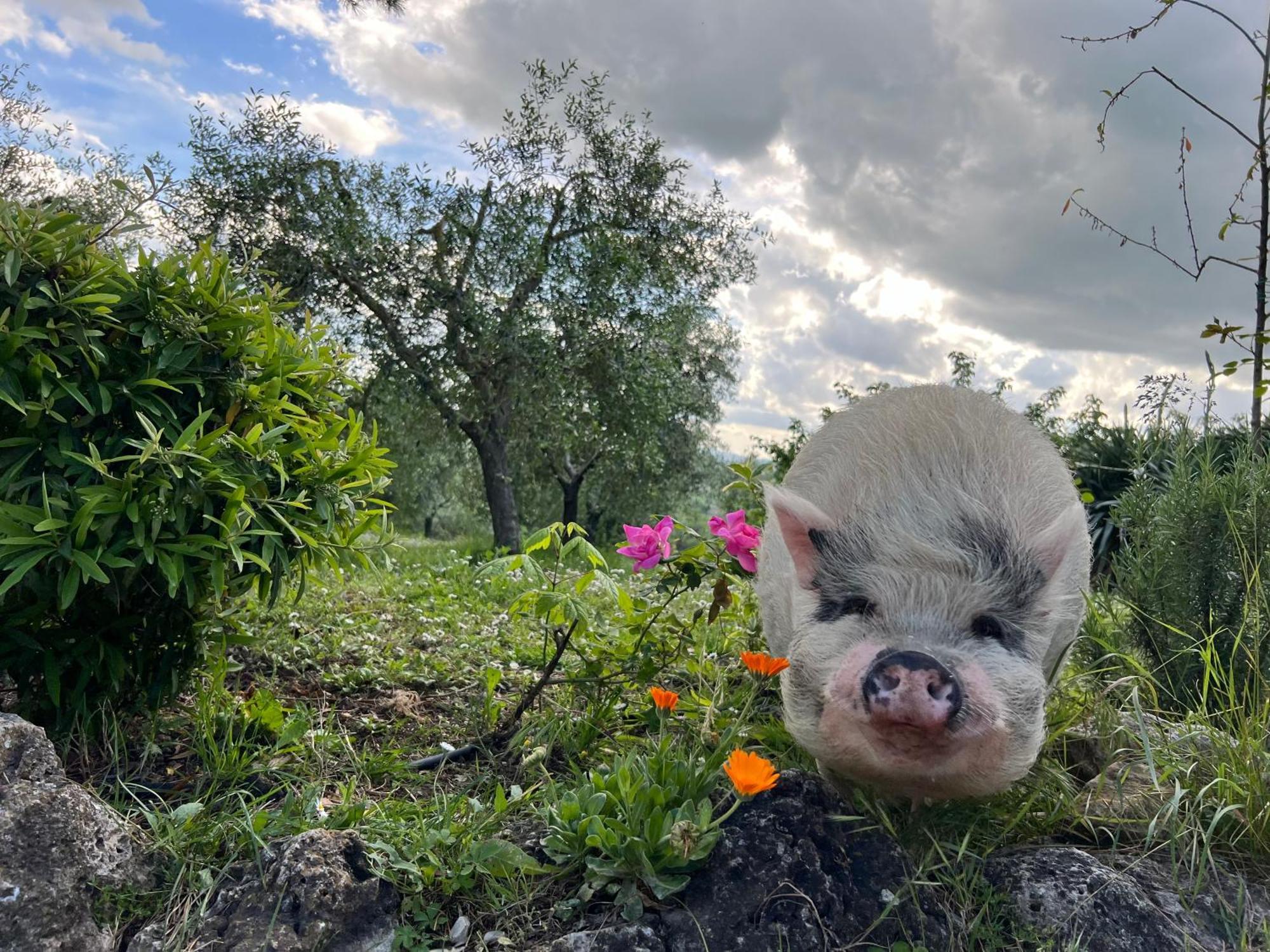 Agriturismo Pieve Sprenna Buonconvento Dış mekan fotoğraf